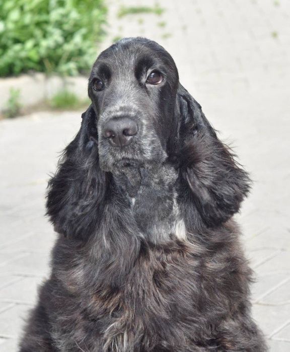 Cocker Spaniel szuka domku