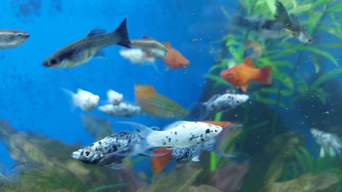 Molinezja  (Poecilia sphenops) różne odmiany barwne WYSYŁKA AKWAWIN