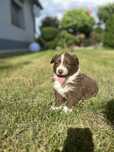 Suczka border collie czekoladowo-biała