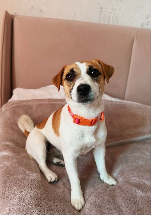 Дівчинка джек-рассел тер'єр чекає на свою люблячу сім‘ю.