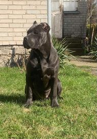 Cane Corso suczka !