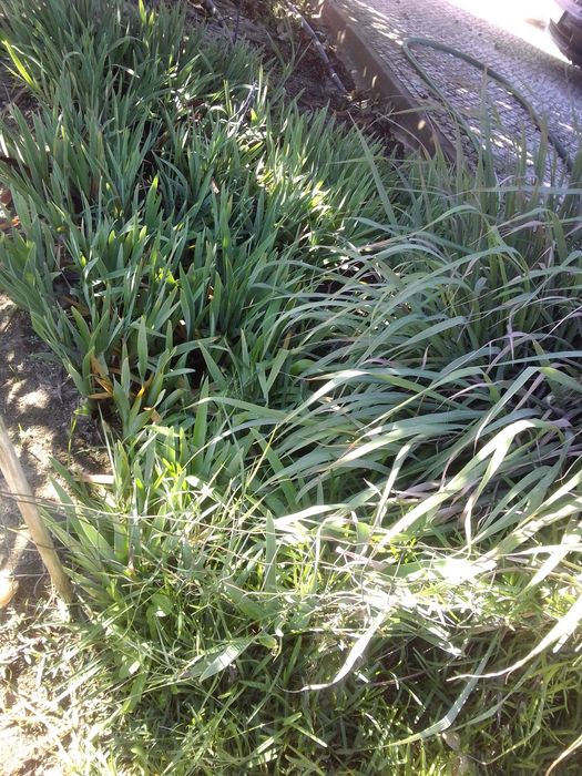 Jardinagem podas e abate de árvores