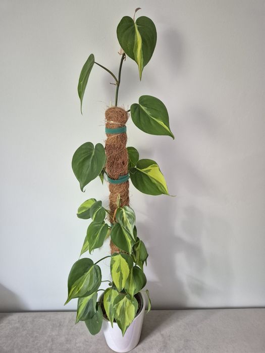 Philodendron Carnival