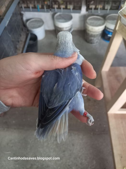 Roseicollis fêmeas e machos