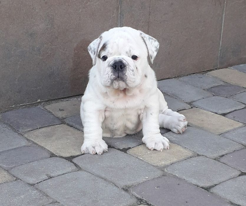 Английский Бульдог