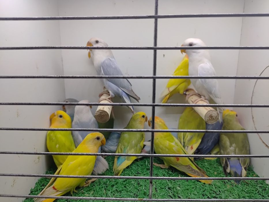 Papugi - papużki nierozłączki czerwonoczelne - młode 2025