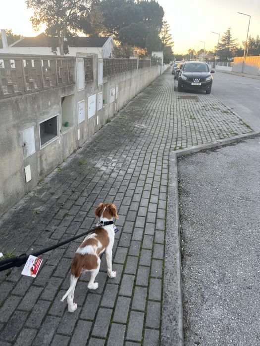 passear caes/ dog walker