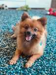 Oddam pieska - rasa Pomeranian/Szpic