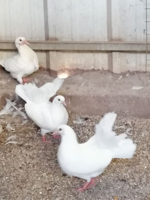 Pombas Viuvinhas, Leque, Rola Mansa