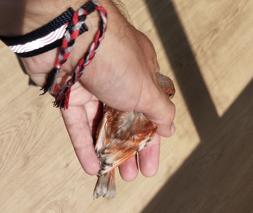 Híbridos/ Mestiços de Cardinalito em jaspe