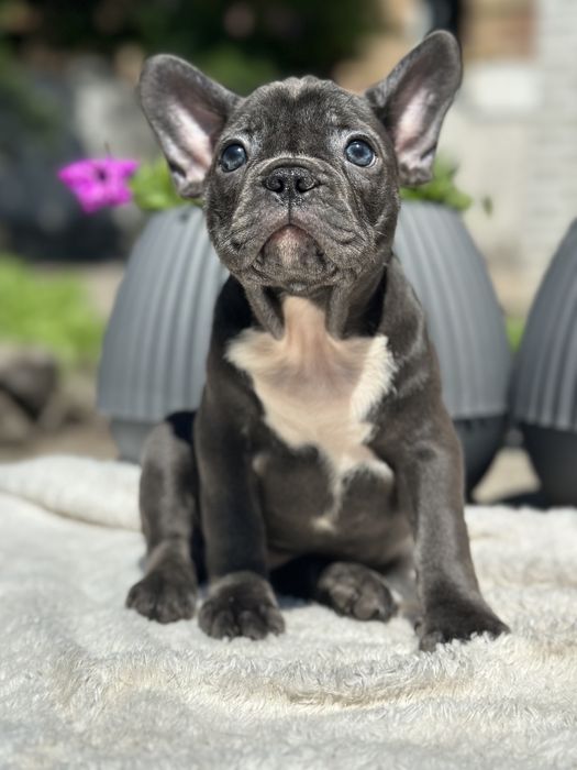 Щенки французского бульдога