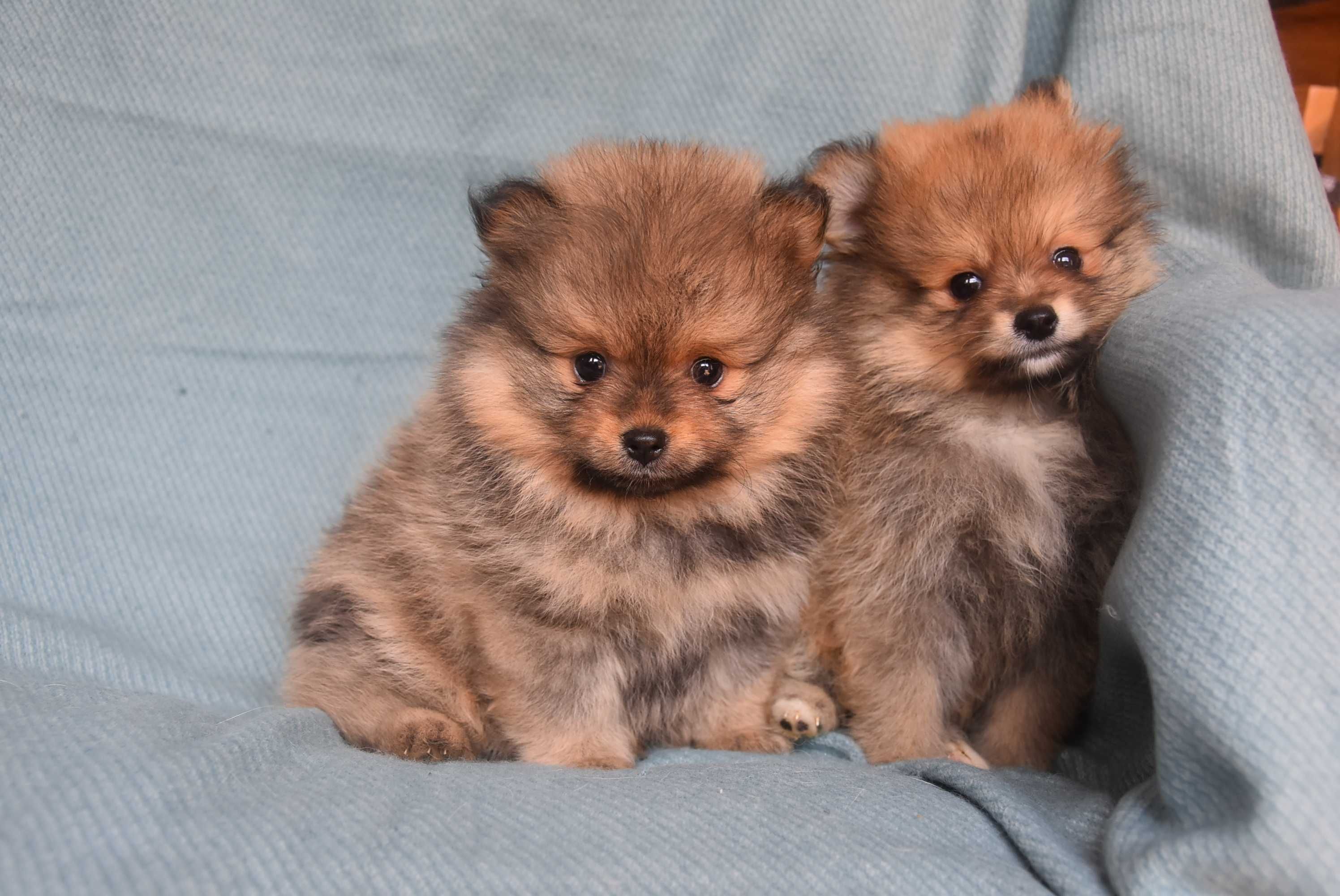 szpic miniaturowy pomeranian