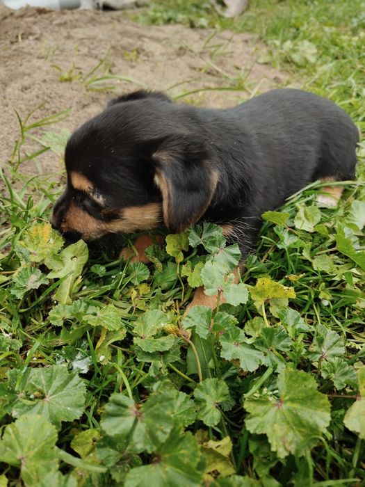 Oddam suczkę za darmo