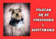 RAGNAROK - marzy o nowym domu i rodzinie :)