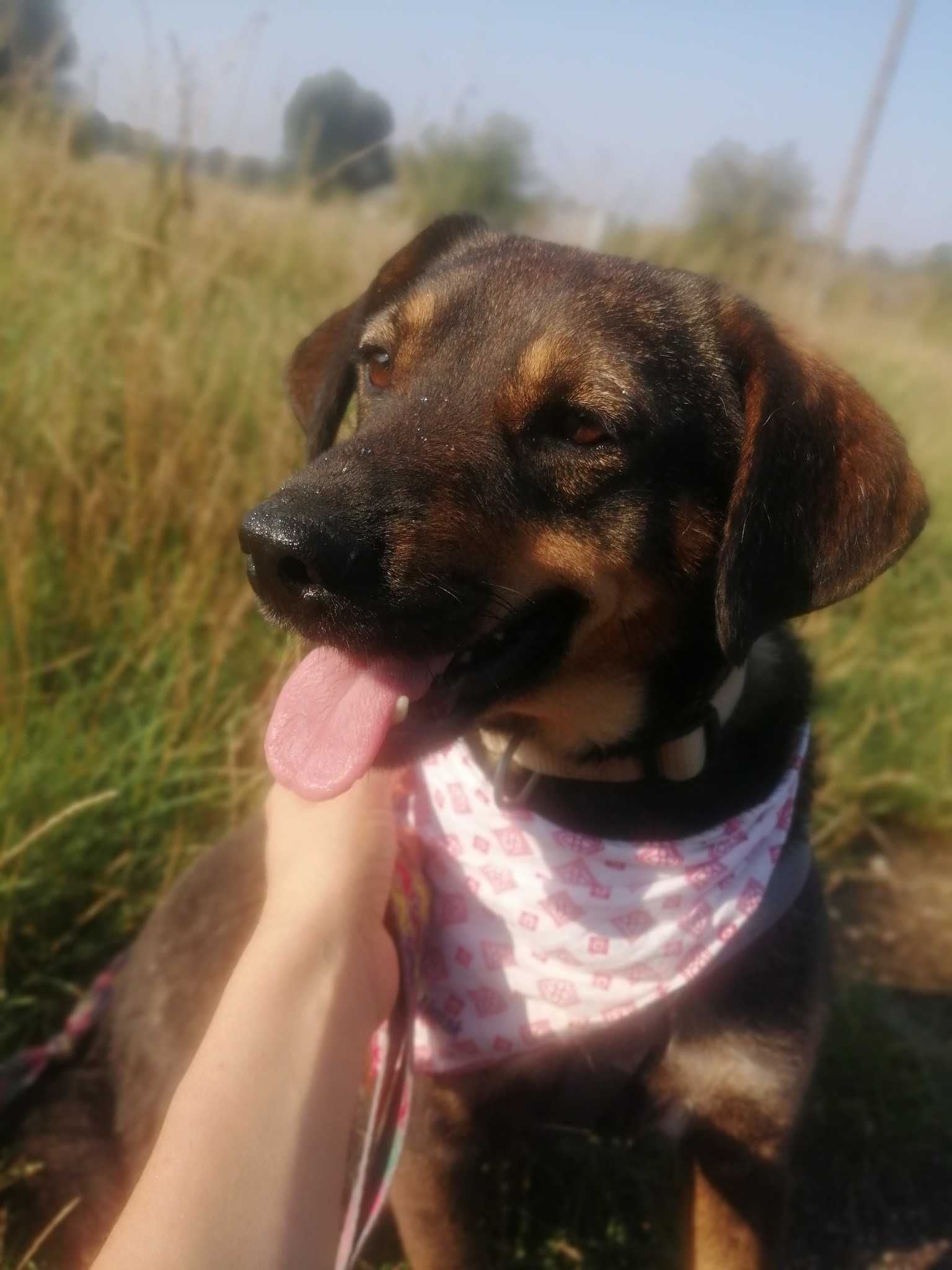 Adoptuj Szarusia i pozwól mu odkryć, jak piękne może być życie!
