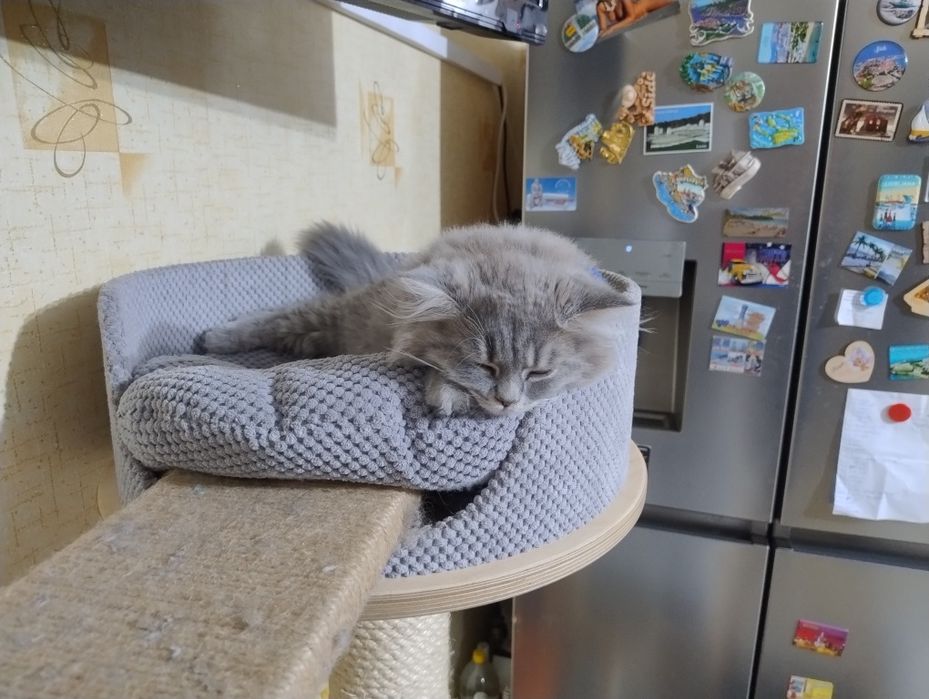 Kocurek Brytyjski  Długowłosy Niebieski