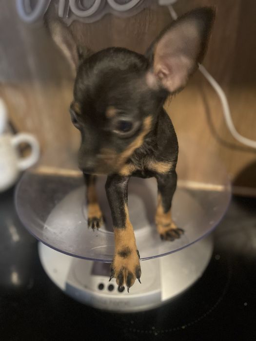 Pinczer miniaturowy cudna suczka mini miniaturka xxs