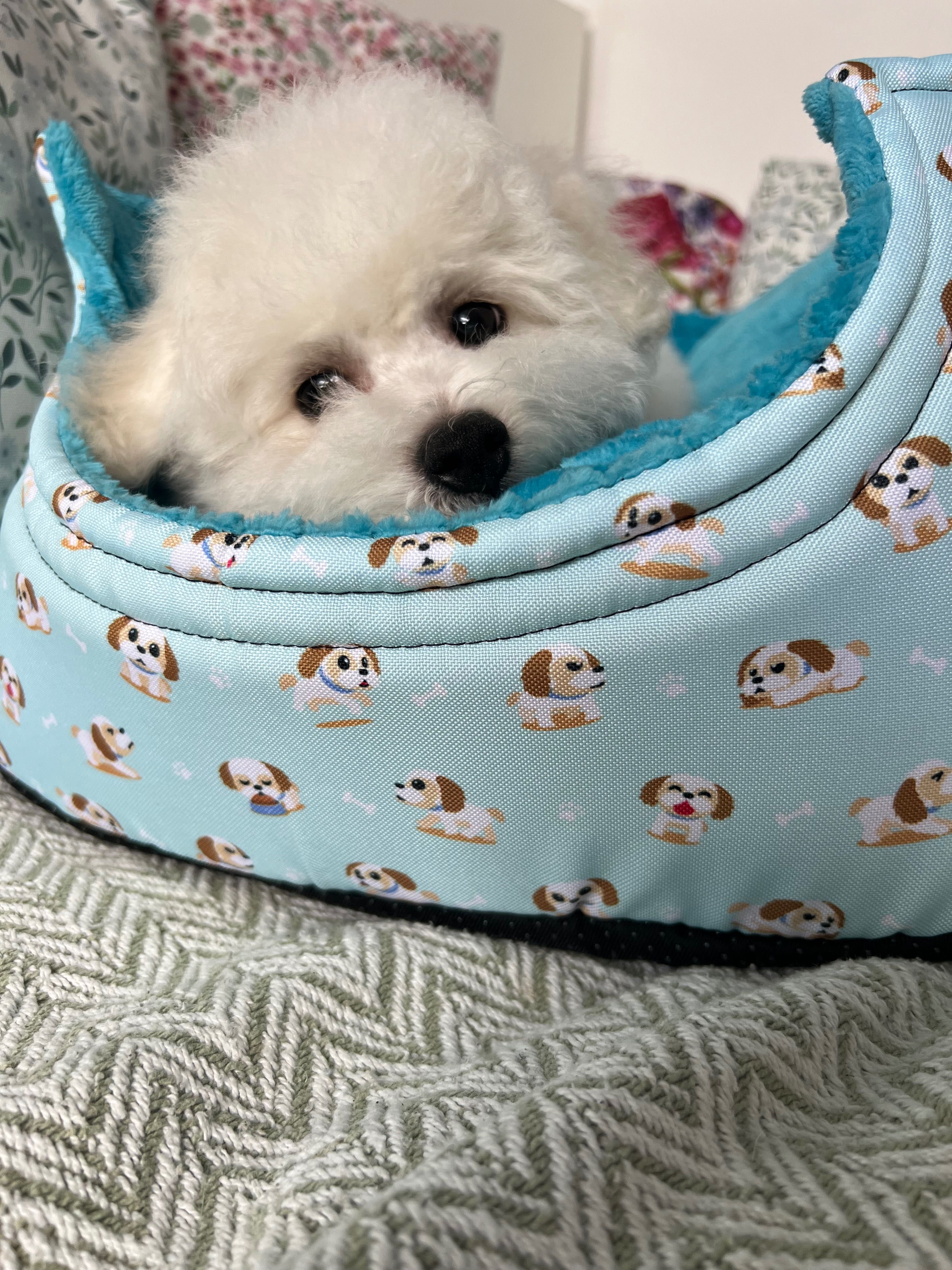 Szczeniak bichon zkwp badania