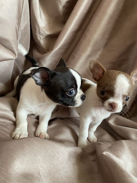 Чихуахуа щенки  , чишки