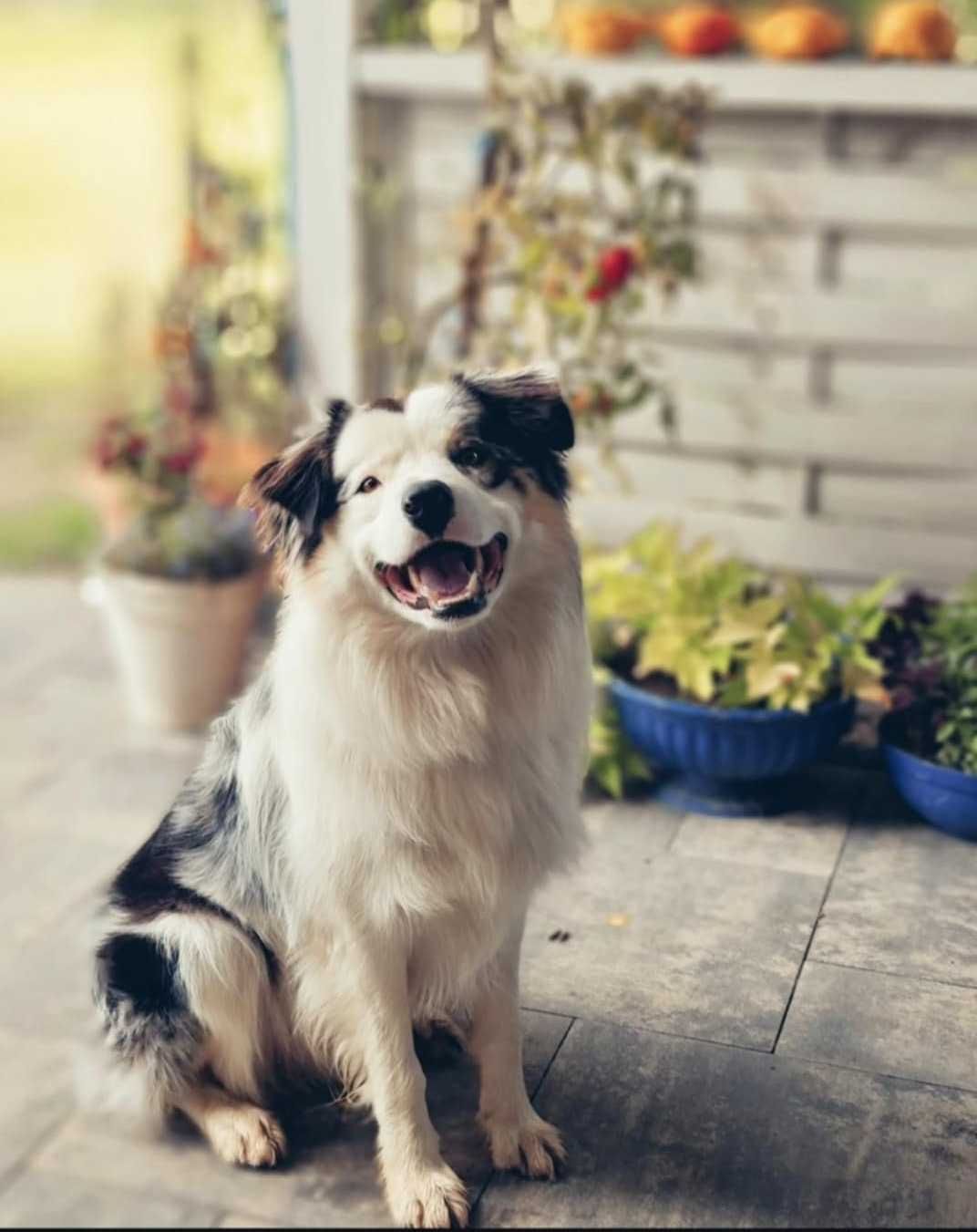 Border collie piesek ee red Tobi gotowy do odbioru