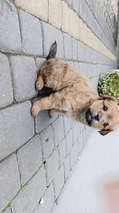 Oddam 2 małe pieski