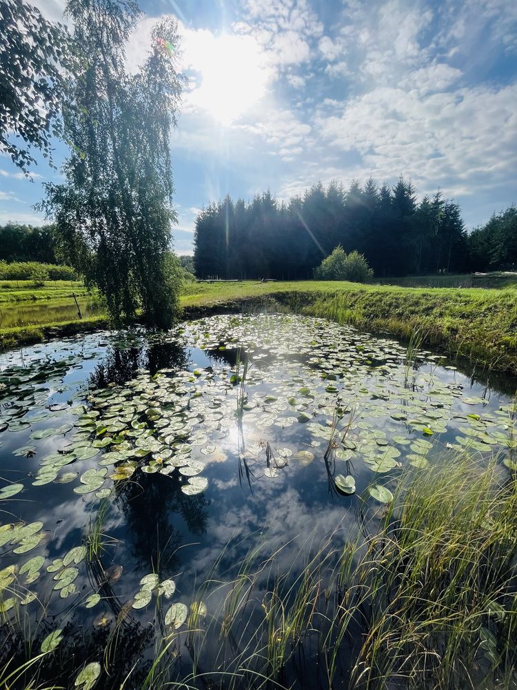 Domek nad stawem