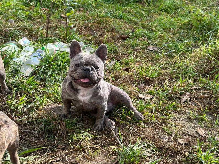 Голубий мерлє француз на в'язку