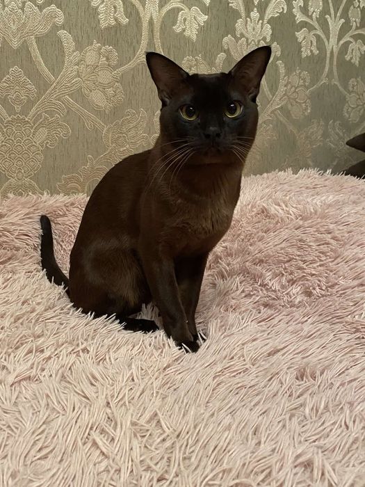 Вязка європейської бурми