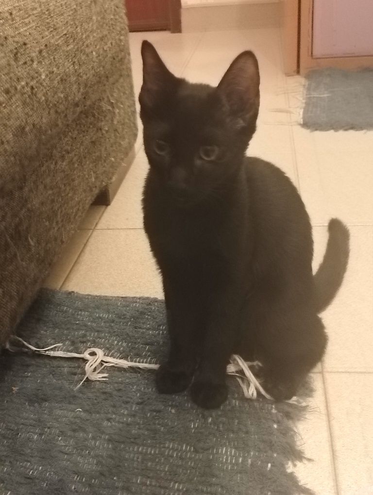 Dão-se gatinhos com 3 meses