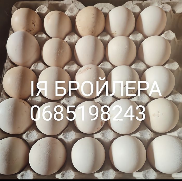 Яйце Бройлерів на інкубатор