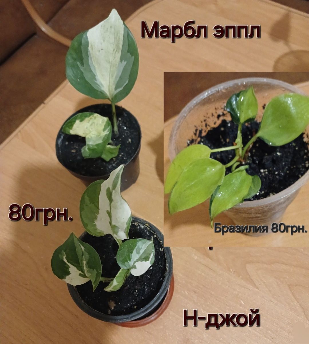 Традесканция Нанук розовая,салатовая крупная.