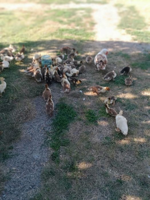 Продам каченят шепунів