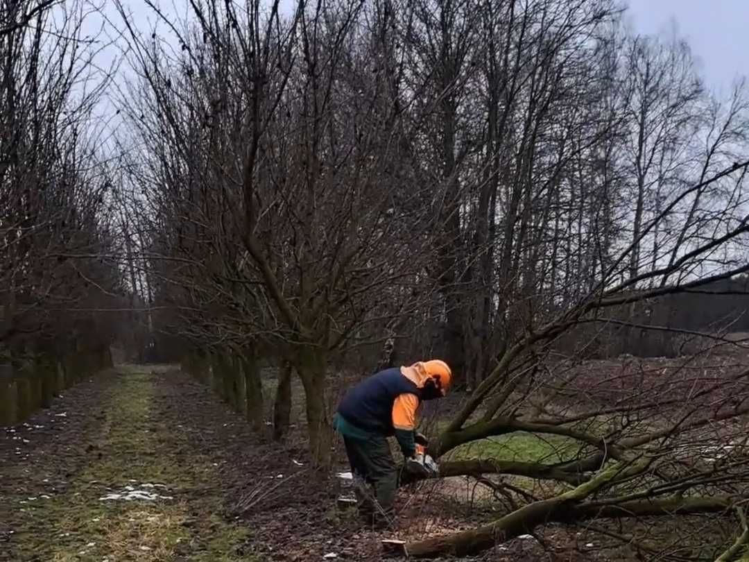 Wycinka, karczowanie i usuwanie drzew