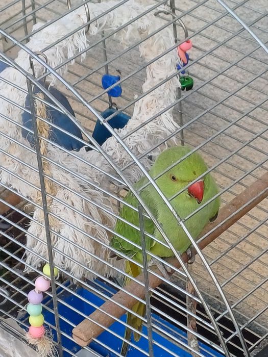 Aleksandreta obrożna