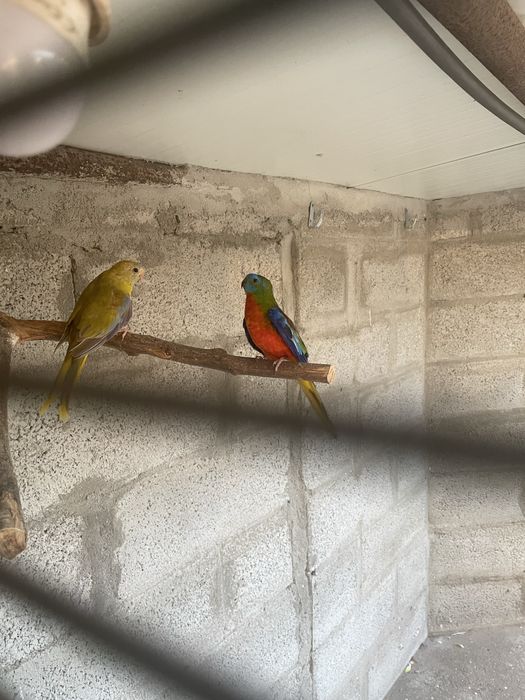 Casais Reprodutores Neophemeas Pulchella