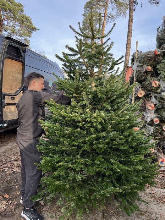 Живая елка Пихта- Сосна Нордмана