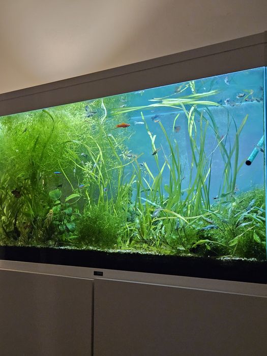 Muitas plantas de aquário