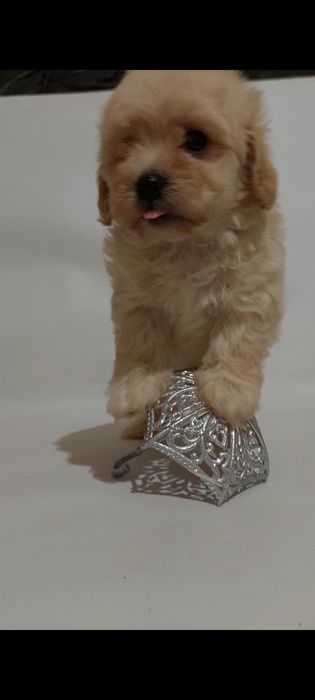 Мальтiпу хлопчик