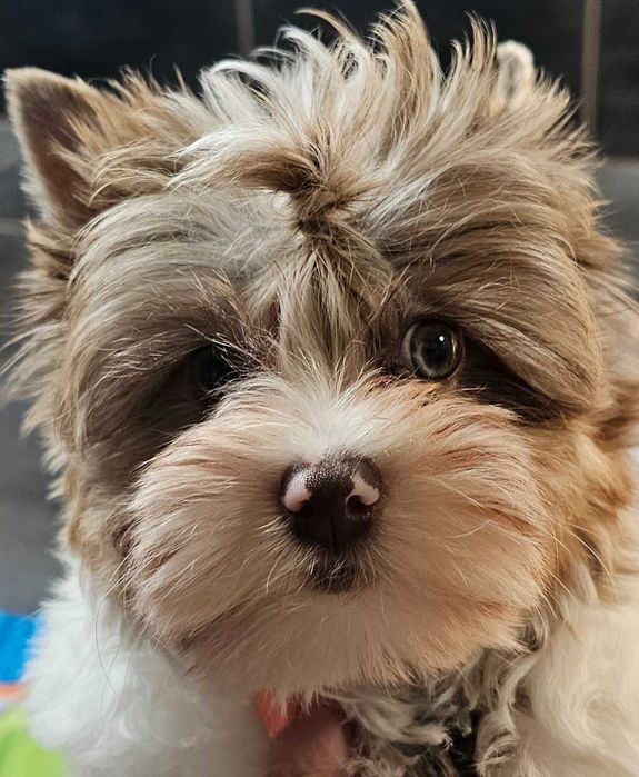 York-Yorkshire Terrier uroczy chłopczyk