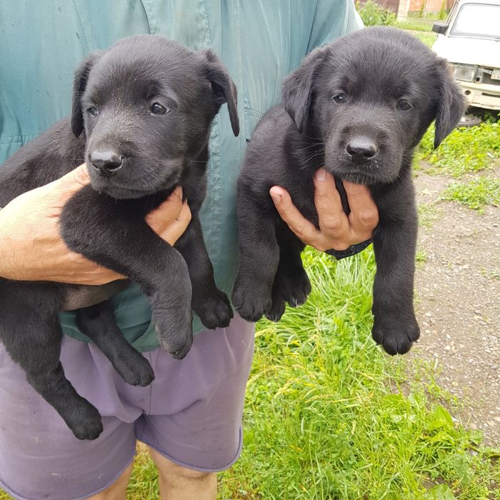 Продам лабрадорів чистокровних