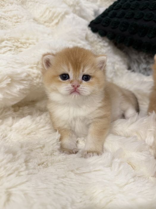 Золотиста шиншилла кошенята