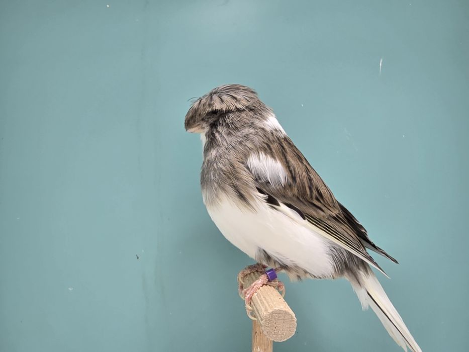 Kanarki gloster 2025 kanarek mini border fiorino - wysylka