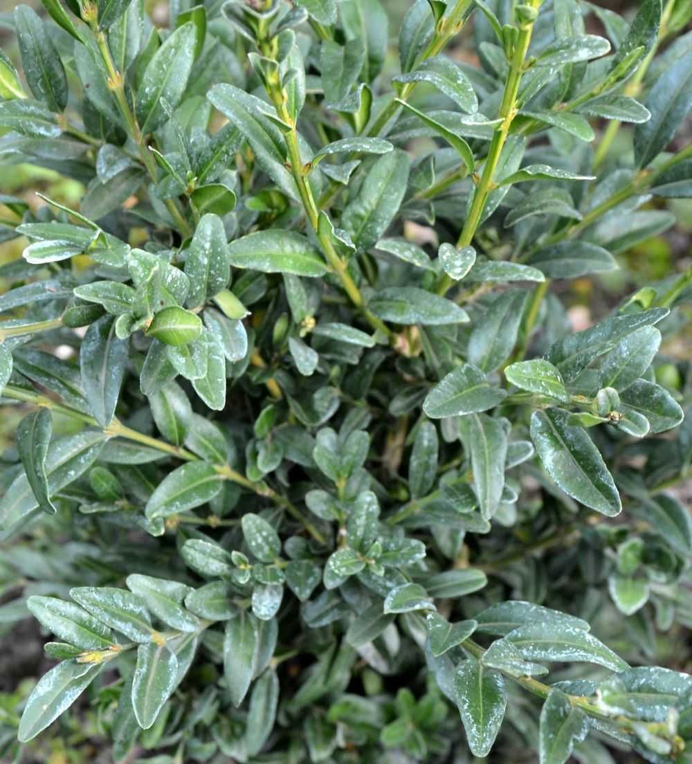 Bukszpan wieczniezielony 'Myrtifolia' Buxus 071