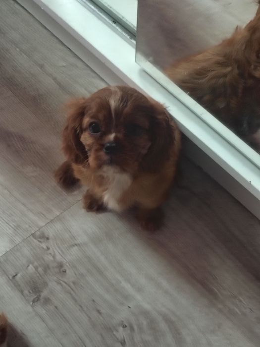 Cavalier king Charles spaniel ruby  * suczka *