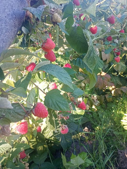 Sprzedam Maliny  Pol...nez... M...ma