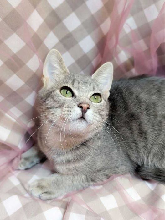 віддам кошеня 3міс 2 вакцини