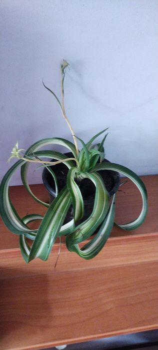 Хлорофітум Боні кучерявий хлорофитум бонни