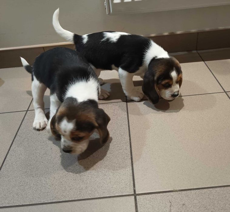 Szczeniak Beagle tricolor