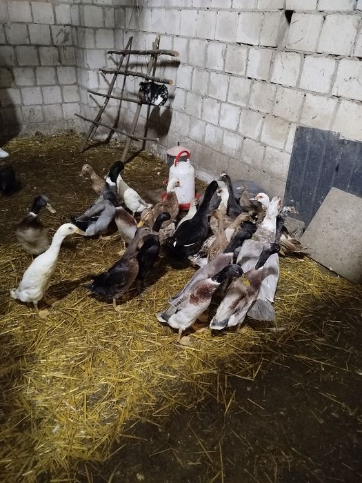 Bieguski kaczorki