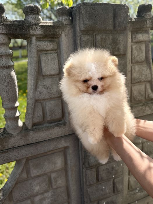 Vip Ведмедик шоу класс